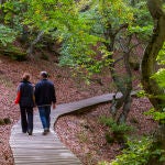 El Faedo de Ciñera, uno de los bosques más bonitos de España
