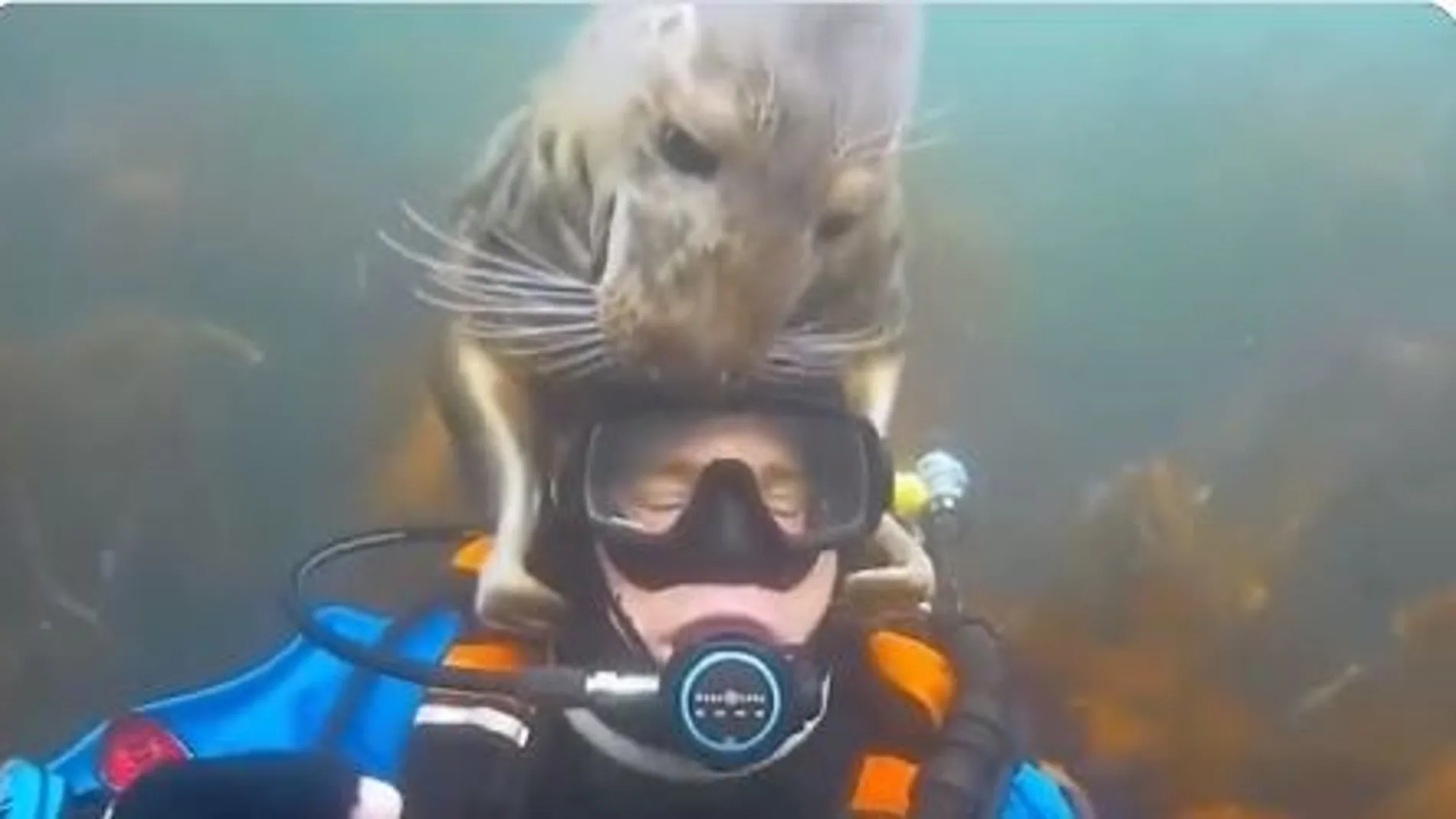 La foca que ayuda a un buzo a salir del agua