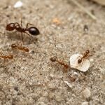Foto de unas hormigas rojas de fuego (S. invicta) 