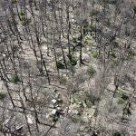 Un dron de la Generalitat rastrea 400 hectáreas quemadas en Corbera d'Ebre en busca de restos óseos de la Guerra Civil.