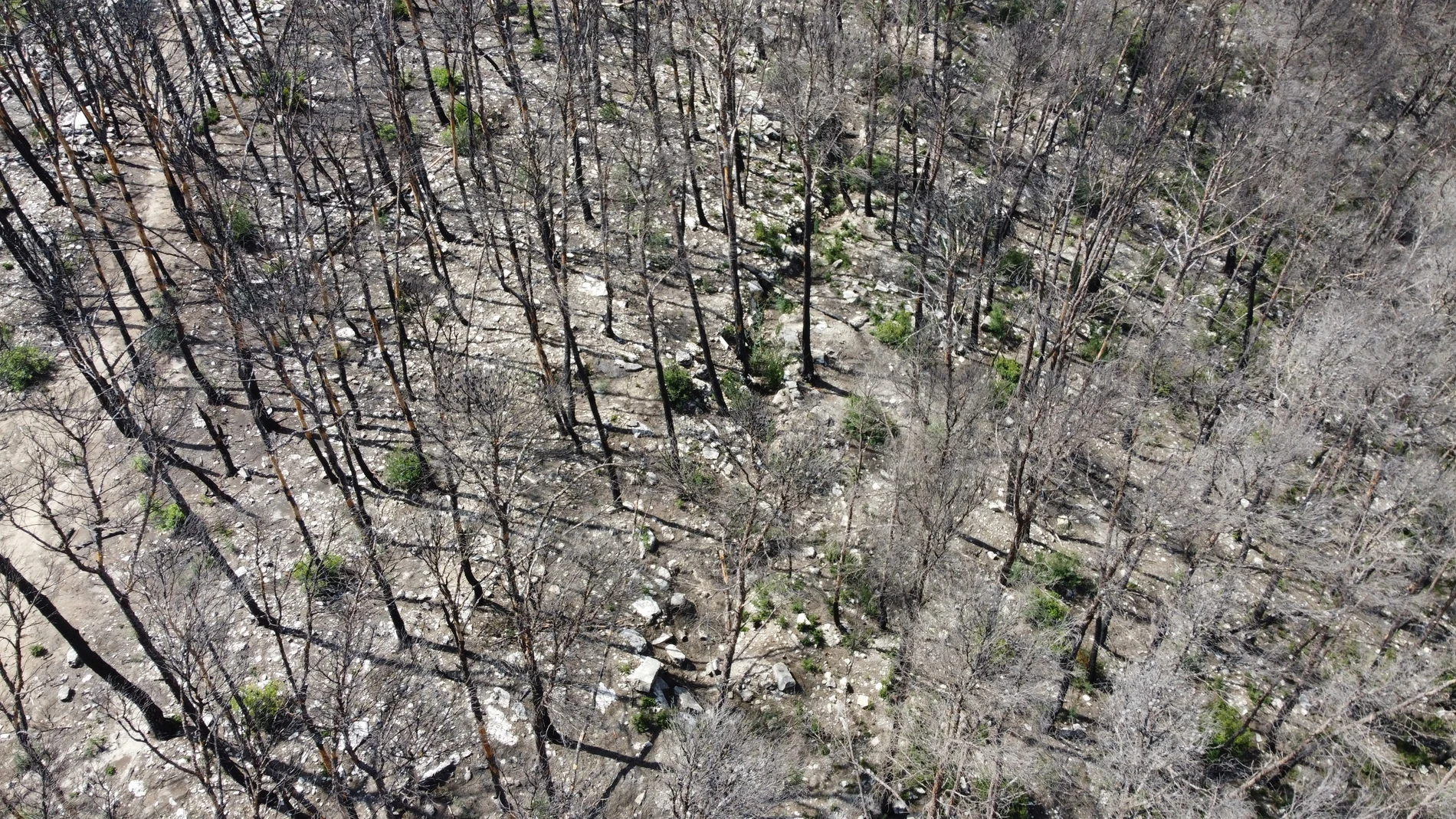 Un dron de la Generalitat rastrea 400 hectáreas quemadas en Corbera d'Ebre en busca de restos óseos de la Guerra Civil.