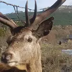 Abaten al ciervo Carlitos, por cuyo indulto una aldea de Zamora movilizó a 54.000 personas