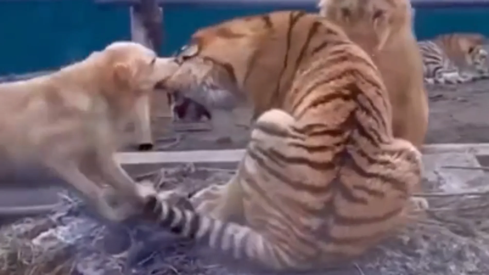 La emotiva historia detrás del vídeo viral de una perrita que se enfrenta a un tigre para defender a un león