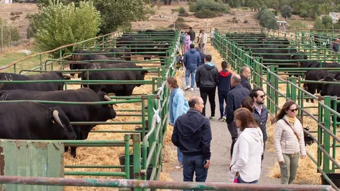 Arranca el Concurso Subasta de Raza Avileña Negra Ibérica