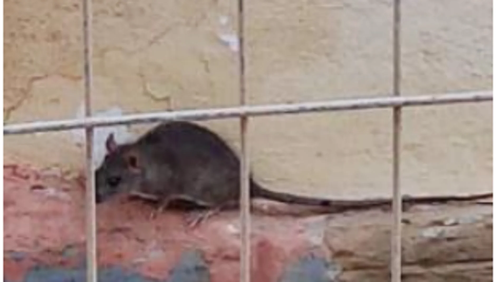 Plaga de ratas en Arganzuela