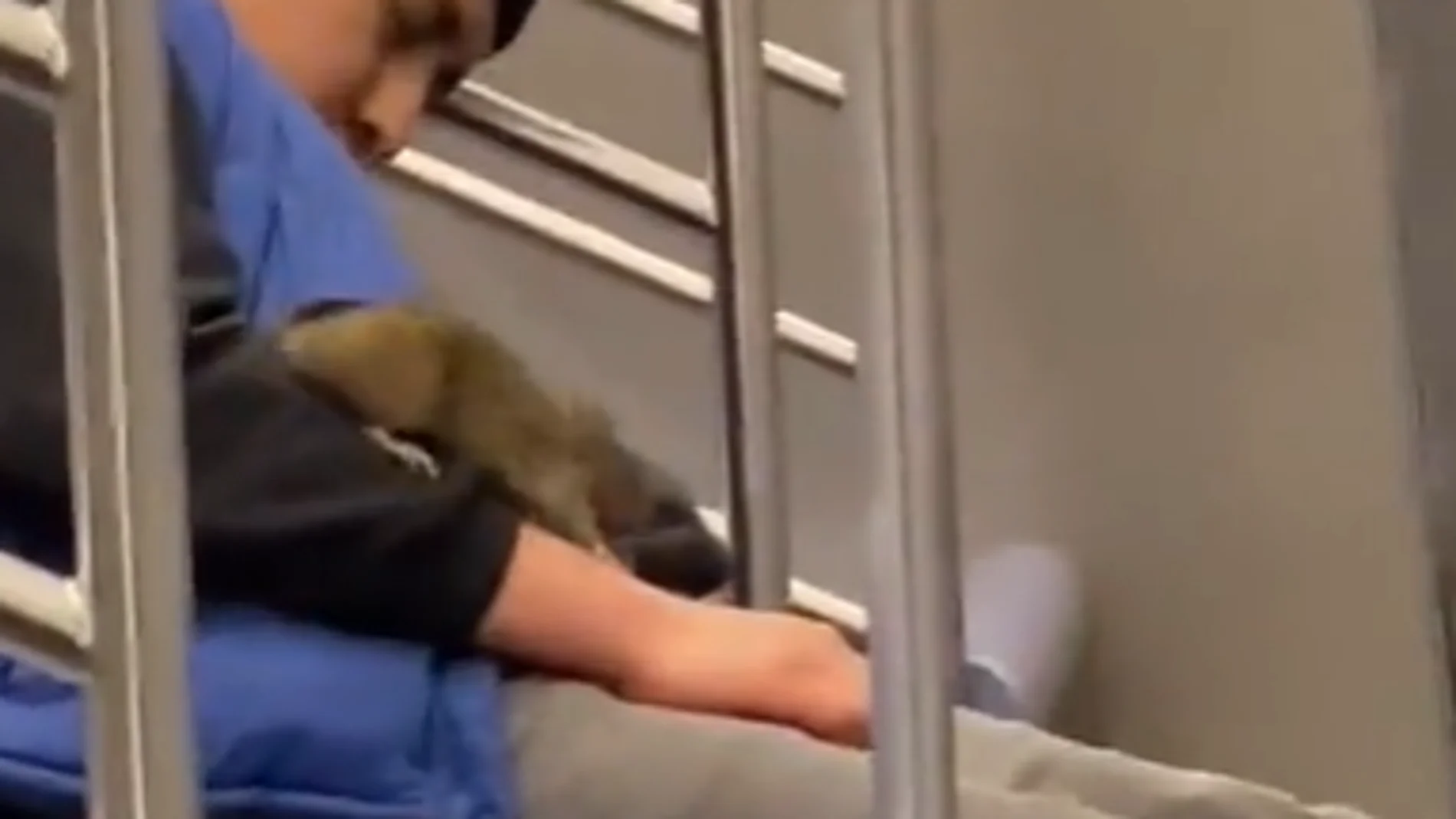 Una rata interrumpe el sueño de un joven en el metro de Nueva York