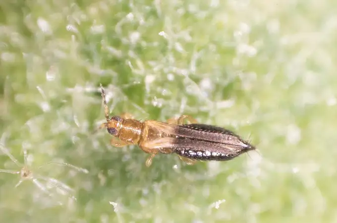 La plaga de un insecto amenaza la campaña agrícola en Almería 