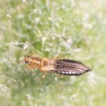 El«Thrips parvispinus» es un insecto que está poniendo en riesgo los cultivos de pimiento 
