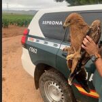 Una de las águilas recuperadas