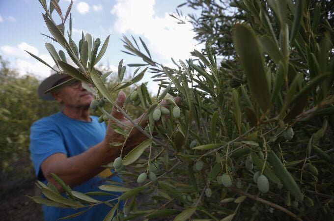 Un agricultor observa su cosecha de aceitunas en un olivar 