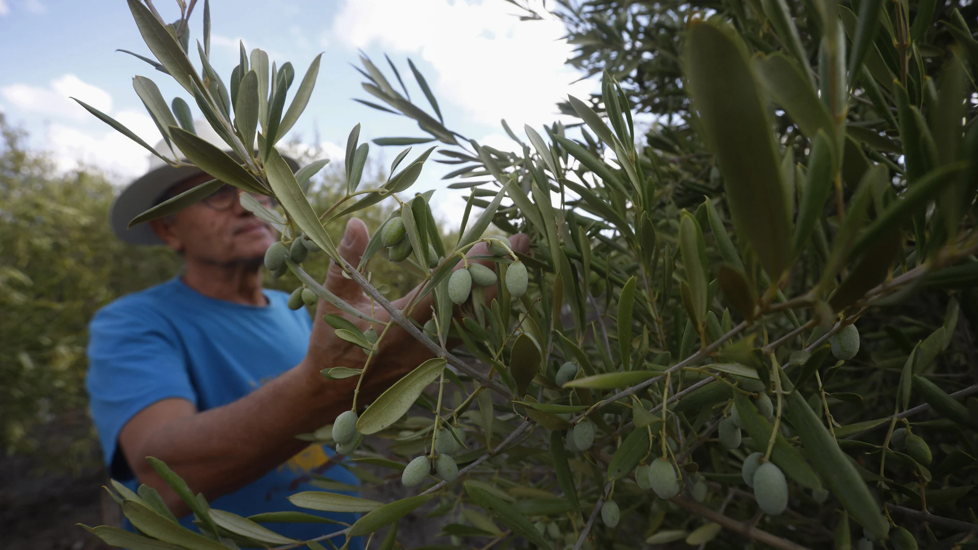 Un agricultor observa su cosecha de aceitunas en un olivar 
