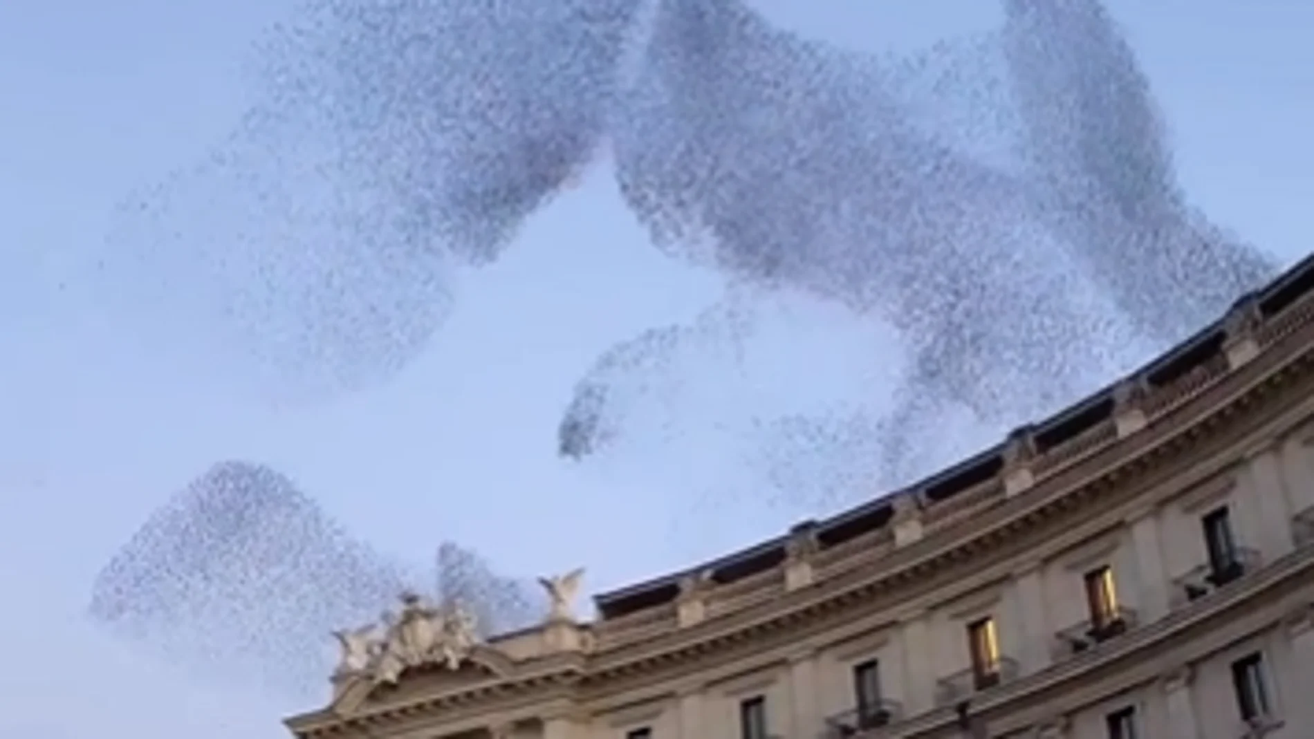 Vídeo: El espectáculo natural de la migración de estorninos en Italia