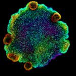 Imagen de microscopía confocal de núcleos, coloreados por profundidad, de Trichoplax sp. H2, una de las cuatro especies de placozoos para las que los autores del estudio crearon un atlas celular. 