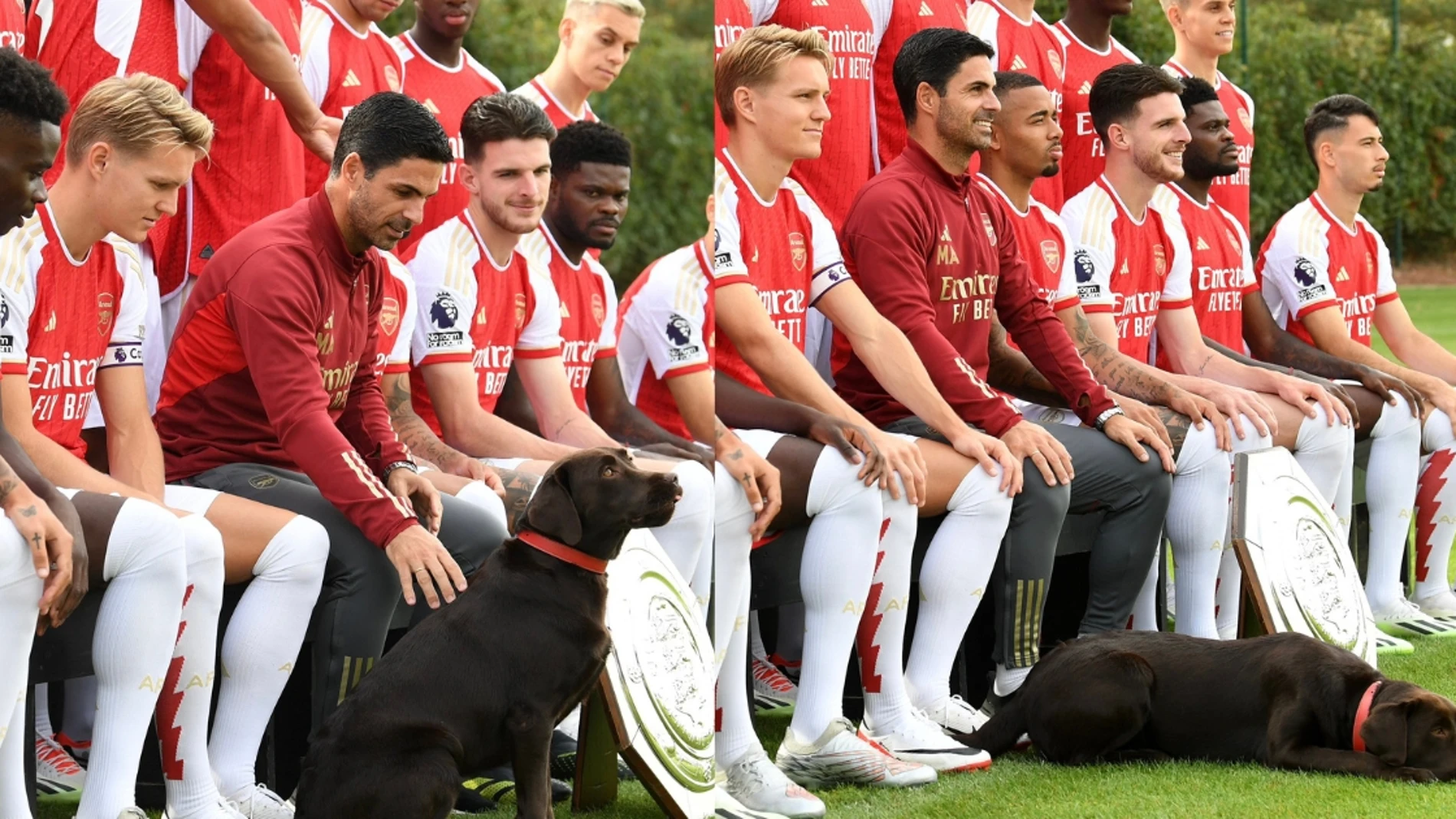 Win, el perro labrador del Arsenal