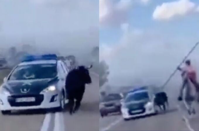 Un toro embiste un coche de la Guardia Civil en un pueblo de Valladolid