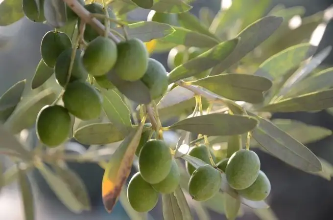 ¿Cuánto cuesta el mejor aceite de oliva virgen extra del mundo?
