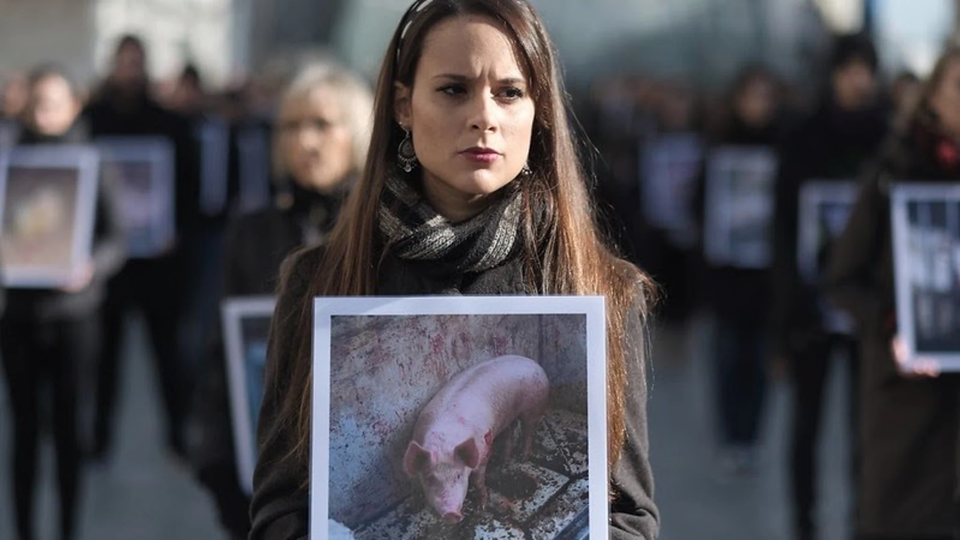 Igualdad Animal mostrará el sábado en Sol imágenes de cerdos mutilados y maltratados en granjas IGUALDAD ANIMAL 21/09/2023