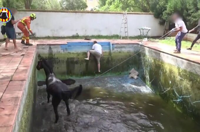 Rescate de un caballo que había caído a una piscina