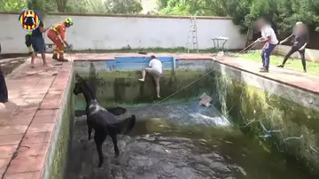 Rescate de un caballo que había caído a una piscina