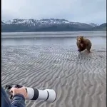 Un oso pardo intenta atacar a unos fotógrafos 