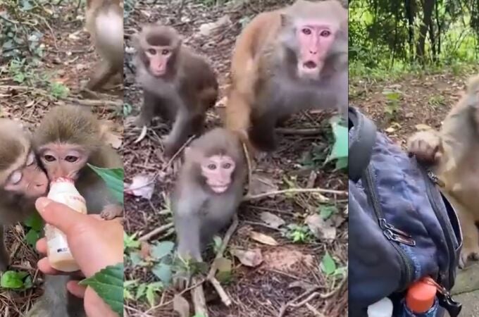 Conmovedora reacción de una madre mono con sus bebés