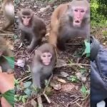 Conmovedora reacción de una madre mono con sus bebés