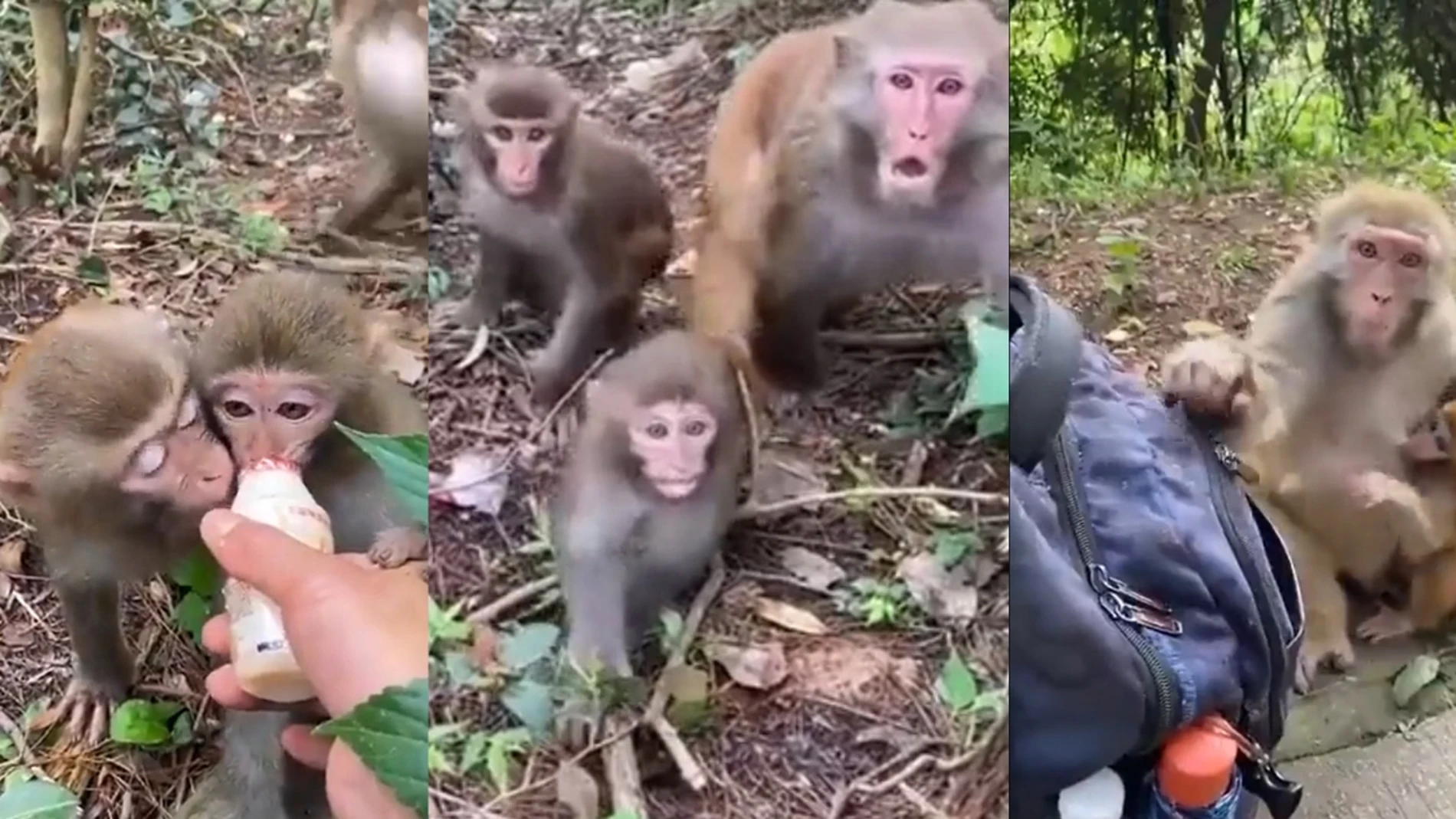 Conmovedora reacción de una madre mono con sus bebés