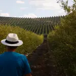 Un agricultor observa su cosecha de aceitunas en un olivar de regadío