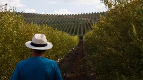 Un agricultor observa su cosecha de aceitunas en un olivar de regadío