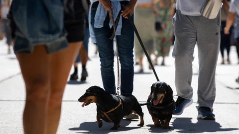 Perros de paseo con su amo.© Jesús G. Feria.