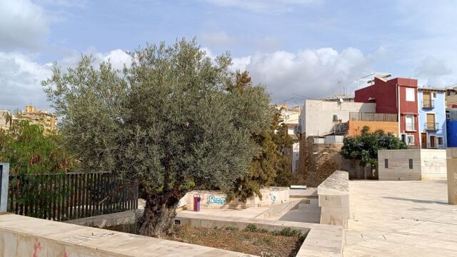 Imagen de uno de los olivos que hay en zonas públicas de La Vila Joiosa, en Alicante.