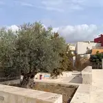 Imagen de uno de los olivos que hay en zonas públicas de La Vila Joiosa, en Alicante.