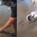 La ayuda de unos pescadores a una raya