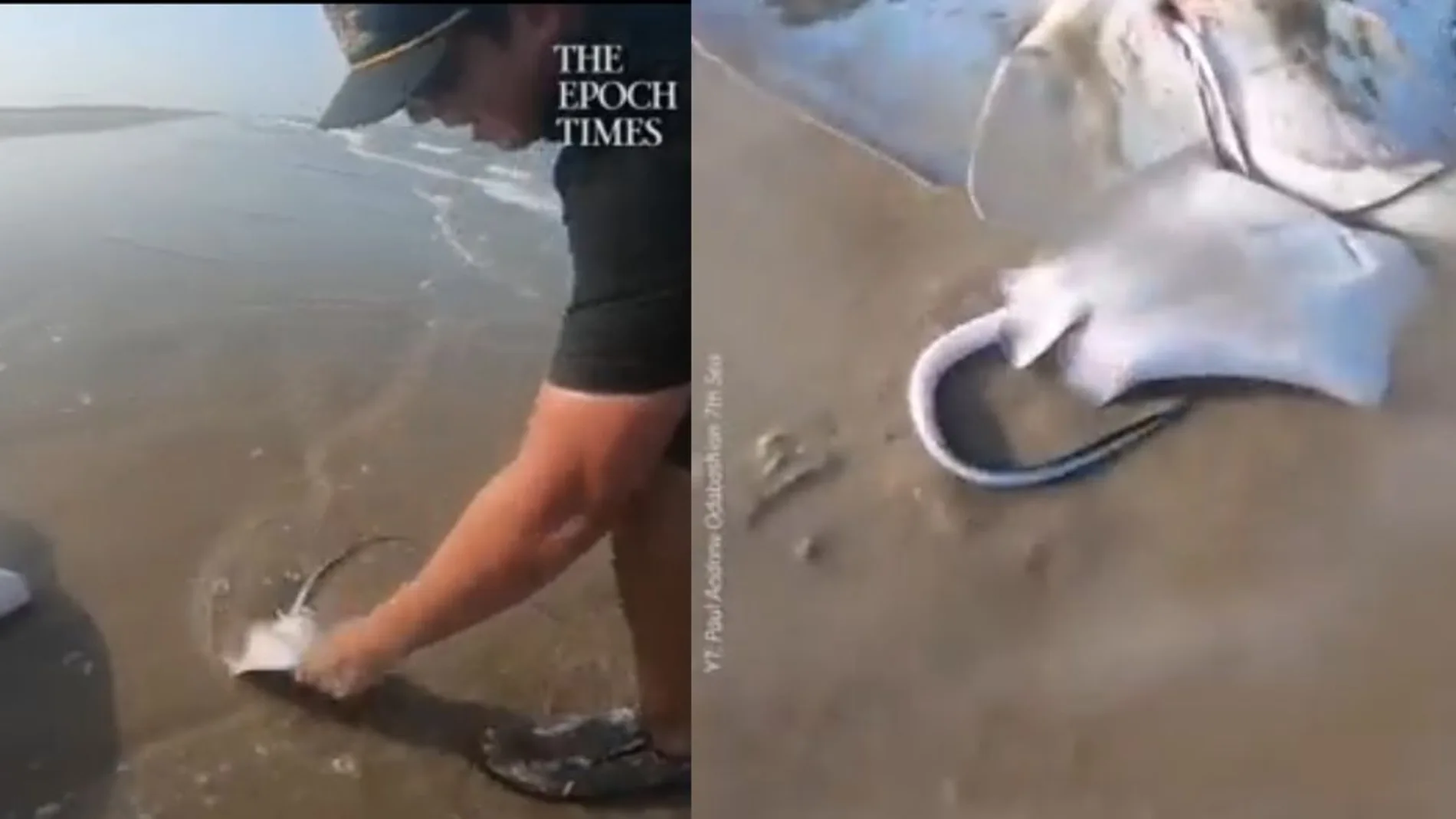 La ayuda de unos pescadores a una raya