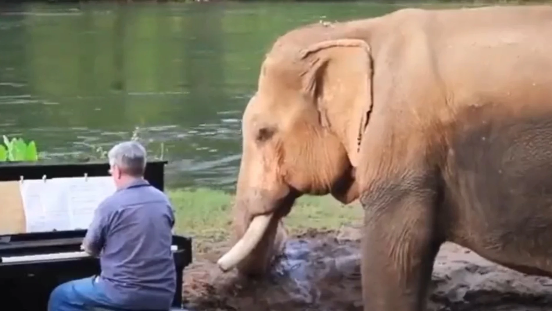 Paul Barton toca el piano para un elefante ciego en Tailandia