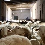 Economía/Ganadería.- C-LM levanta las últimas restricciones a los movimientos ganaderos por la viruela ovina y caprina