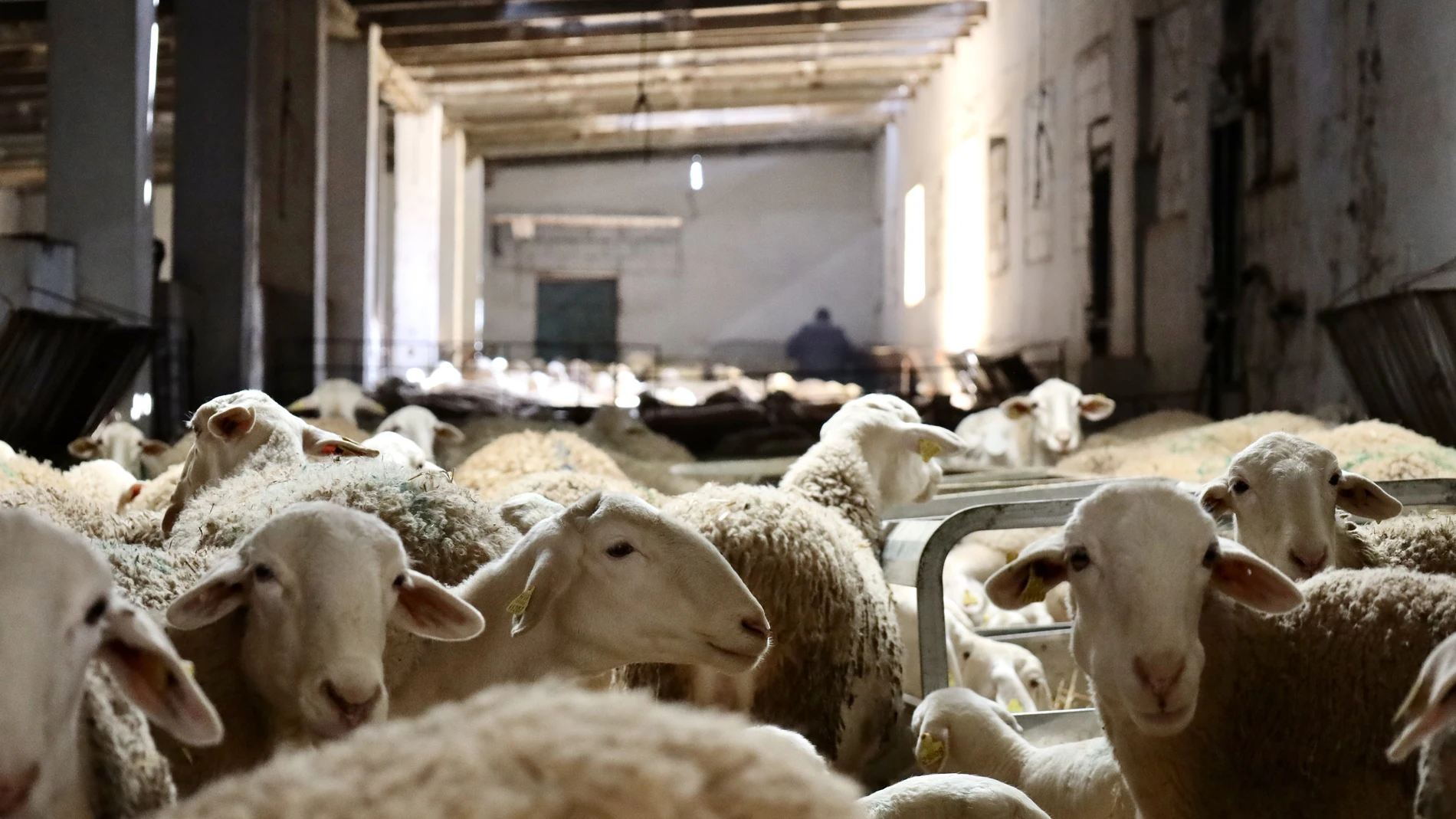 Economía/Ganadería.- C-LM levanta las últimas restricciones a los movimientos ganaderos por la viruela ovina y caprina