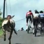 Una vaca compite en una carrera de ciclismo