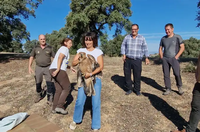 Castilla-La Mancha consolida la recuperación del águila imperial ibérica en la región 
