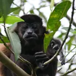 Los monos aulladores (Alouatta) incluyen más de una docena de especies, y varias de ellas están en situación de vulnerabilidad o en peligro de extinción 