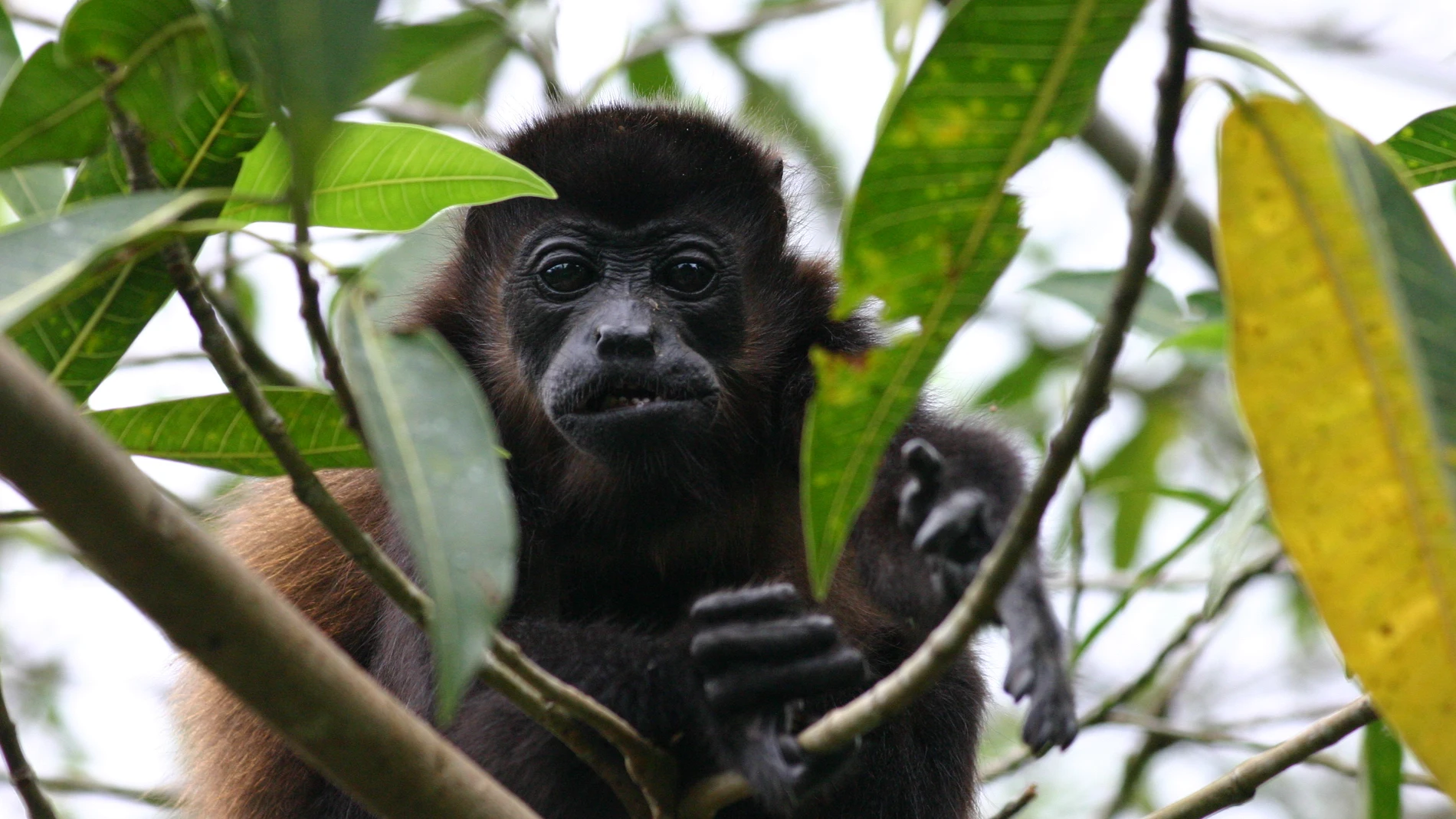 Los monos aulladores (Alouatta) incluyen más de una docena de especies, y varias de ellas están en situación de vulnerabilidad o en peligro de extinción 