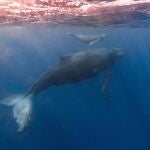 Una red de sensores reveló un nuevo tesoro submarino: las ballenas azules pigmeas