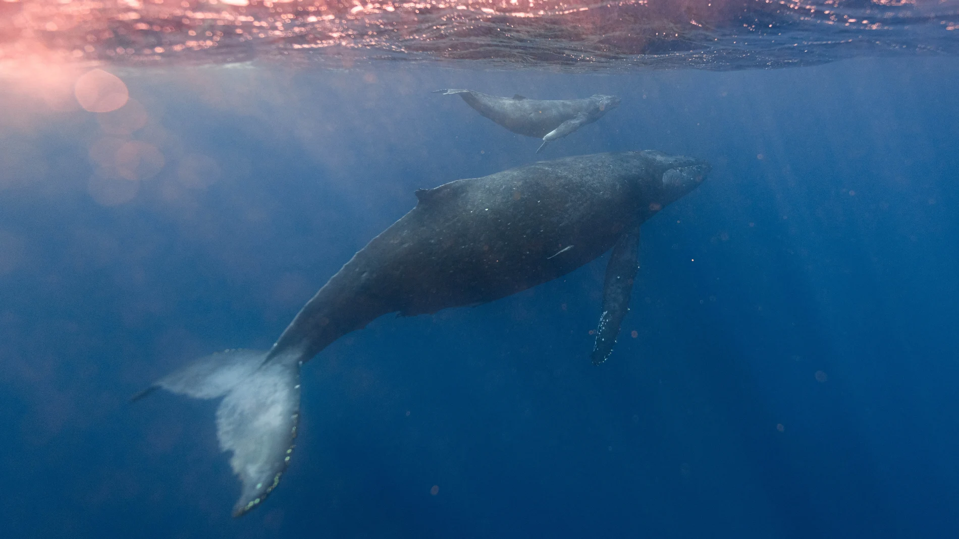 Una red de sensores reveló un nuevo tesoro submarino: las ballenas azules pigmeas