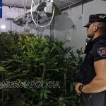 Agricultura.- Sucesos.- Detenido por cultivar presuntamente 577 plantas de marihuana en una nave de Puebla de Soto, en Murcia