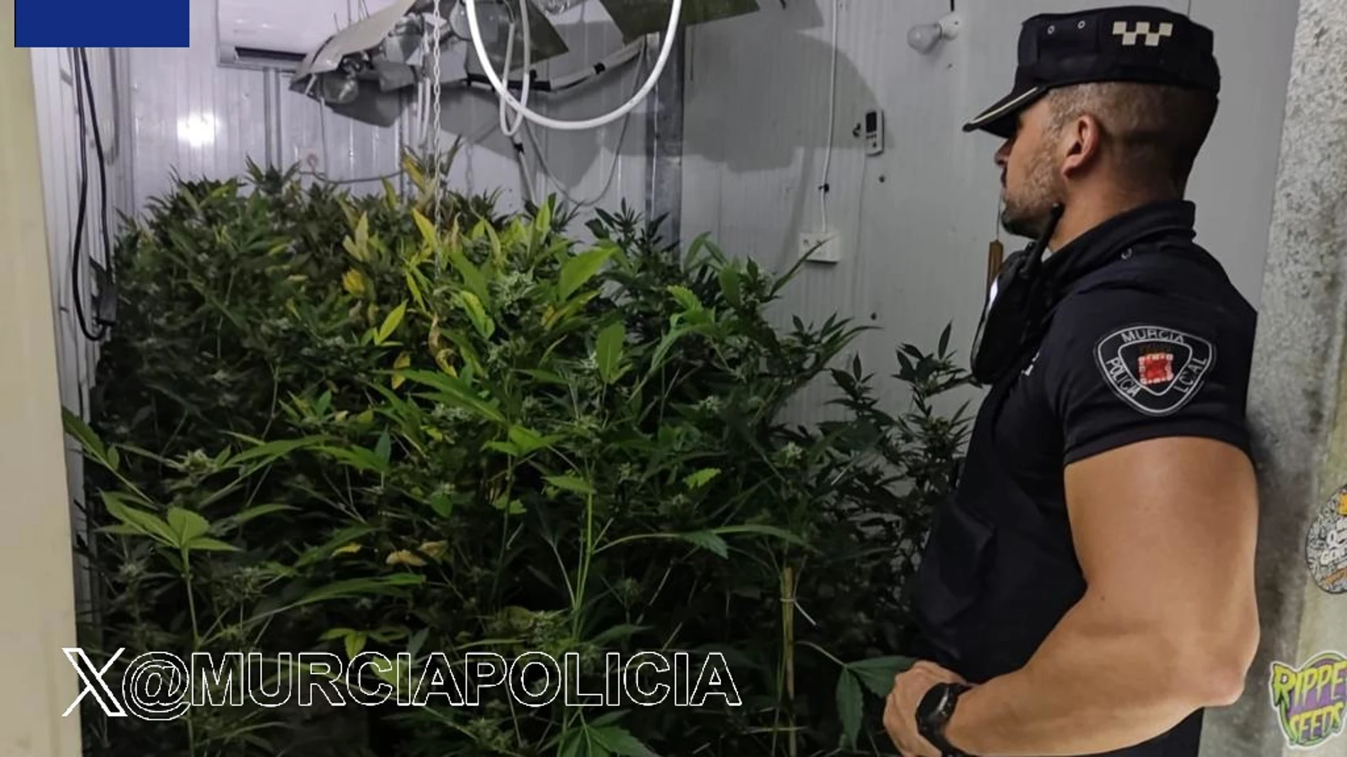 Imagen de la plantación de marihuana intervenida por la Policía Local de Murcia POLICÍA LOCAL DE MURCIA 27/09/2023