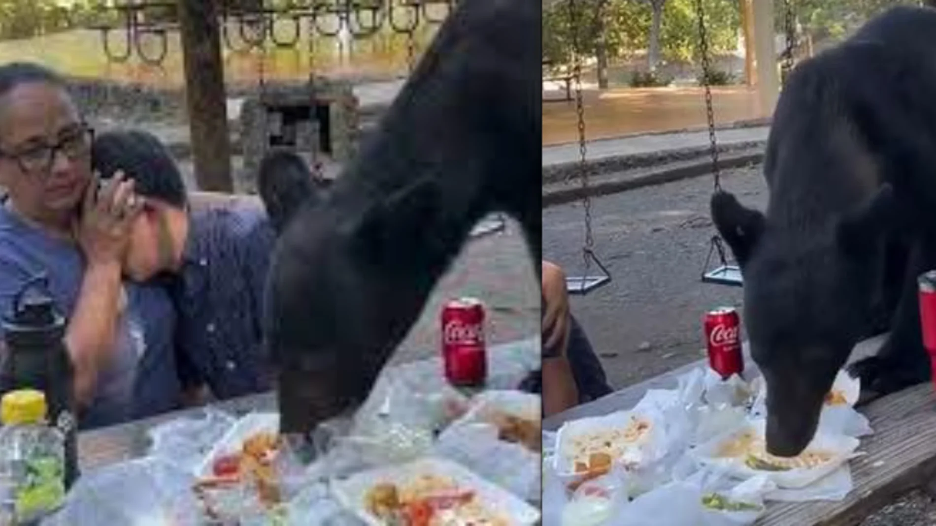 Un oso sorprende a una familia y se come su comida