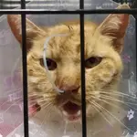 Pacma denunció la muerte de la gata "Minnie"