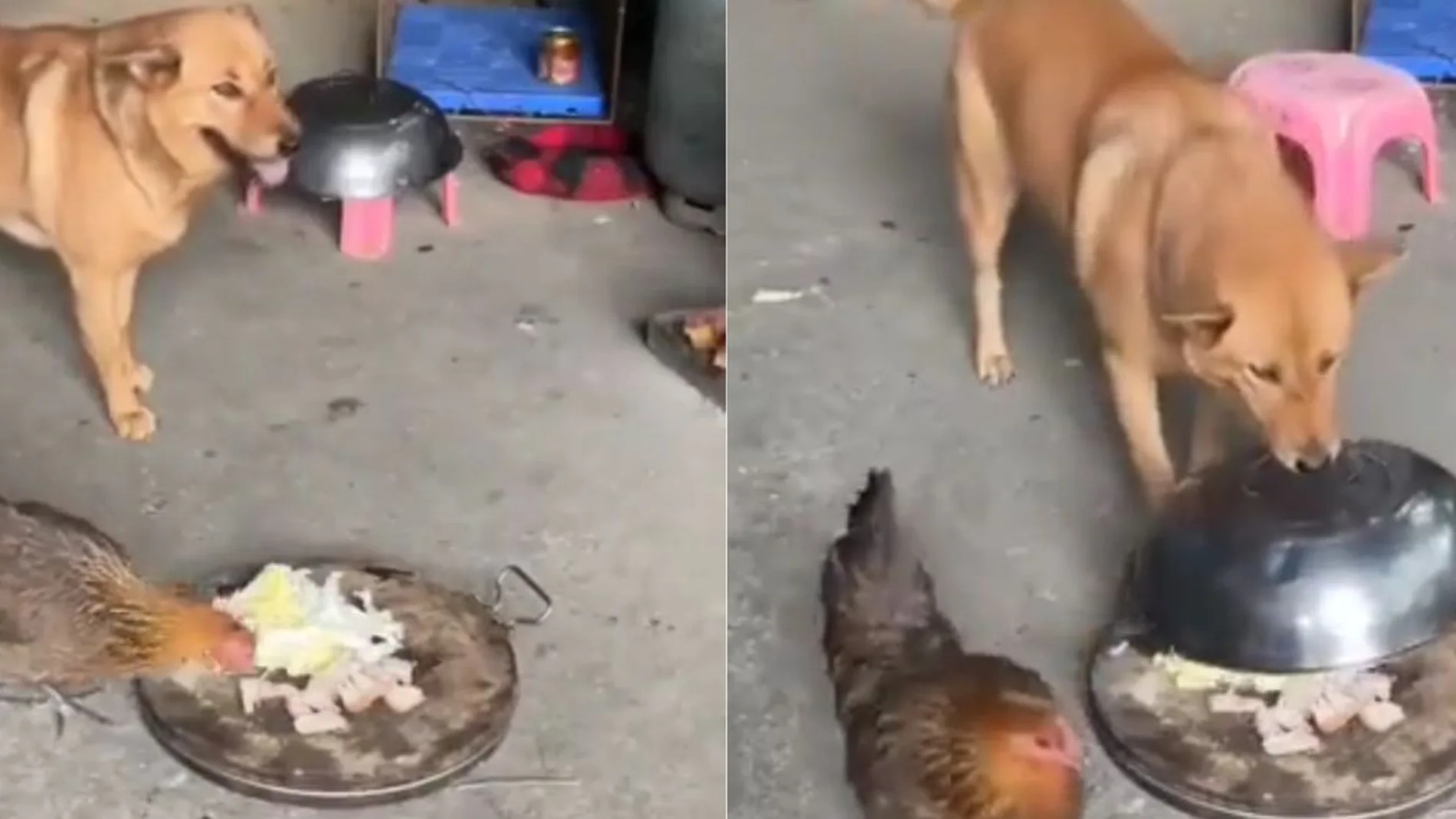 La graciosa reacción de un perro viral en redes