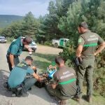 La Guardia Civil decomisa 477 kilos de boletus en el operativo de campo sobre el control de recolección y la comercialización ilegal del recurso micológico en la provincia de Soria