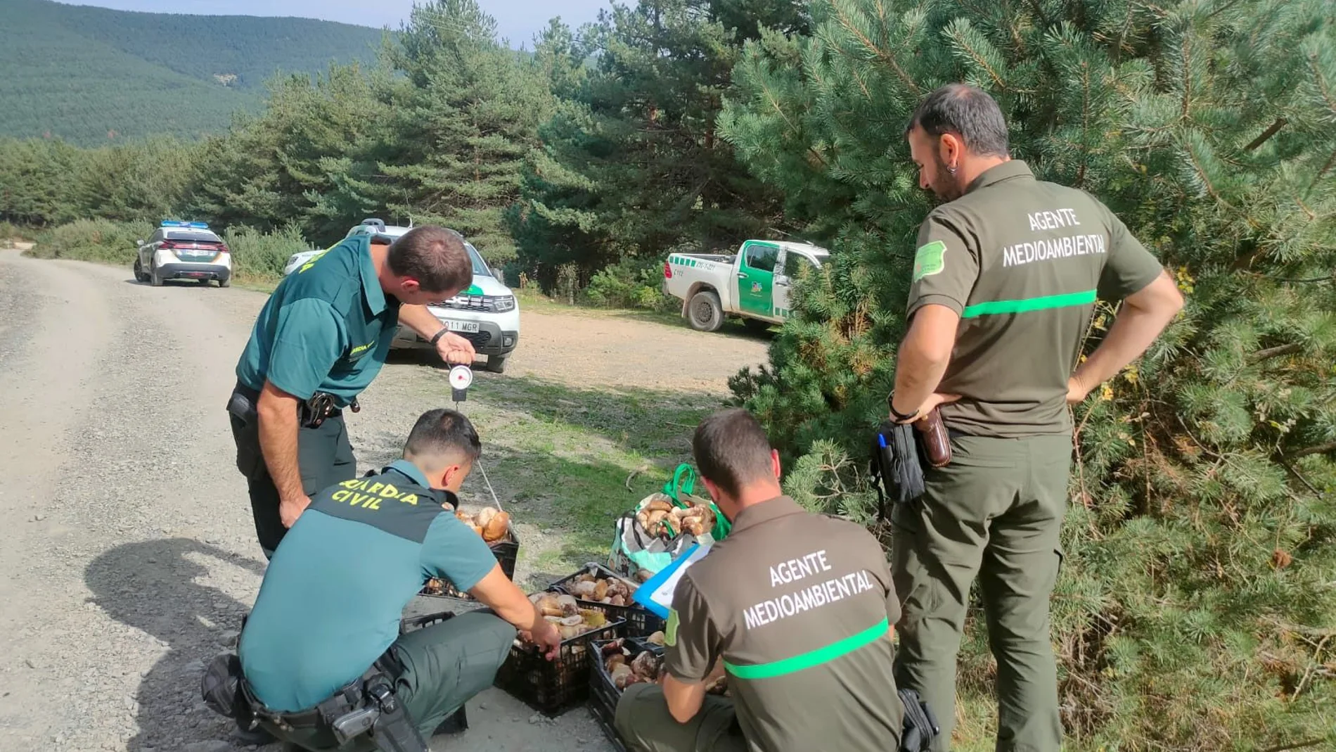La Guardia Civil decomisa 477 kilos de boletus en el operativo de campo sobre el control de recolección y la comercialización ilegal del recurso micológico en la provincia de Soria